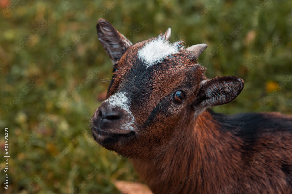 Fototapeta premium Close up of a brown goat in the field