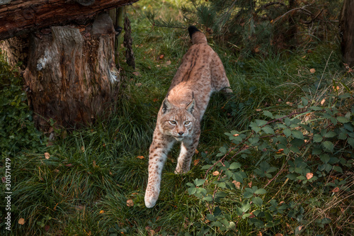 Lynx in the forest