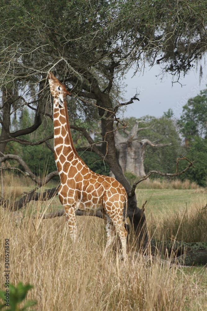 Obraz premium Giraffe eating on a tree