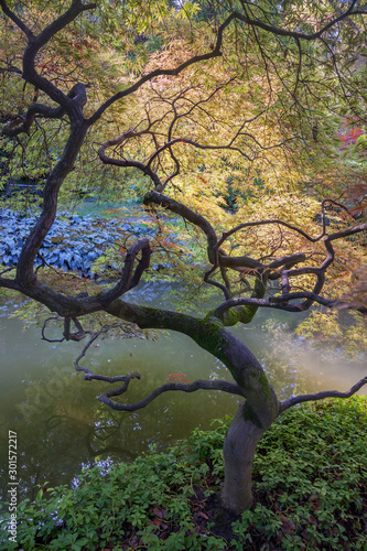 Japanese garden in the Park on lake Como (Bellagio, Italy)