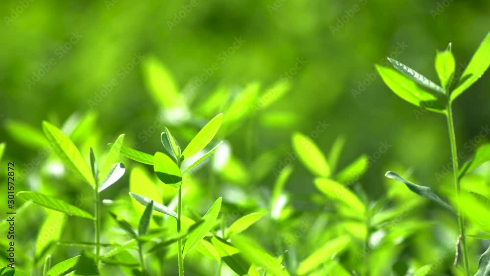 Full frame of green tree as background. Full frame of green tree as background.
