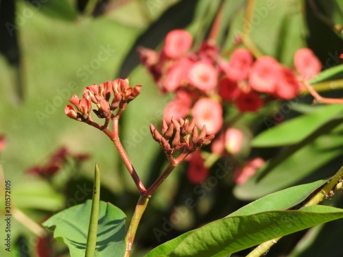 Close-up of a small branch of sunlit red flower buds. On blurred background  flowers and leaves.