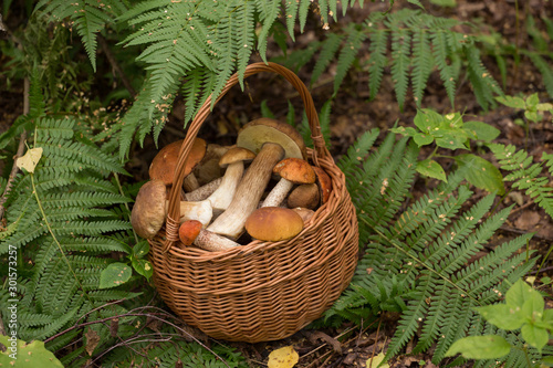 Edible mushrooms porcini in the wicker basket. Natural, forest, fern leaves