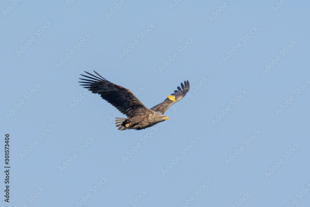 White-tailed eagle(Haliaetus albicilla)