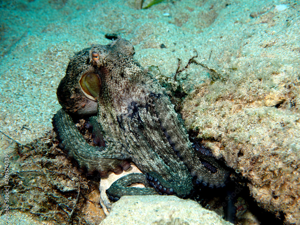 Diving Malta and Gozo