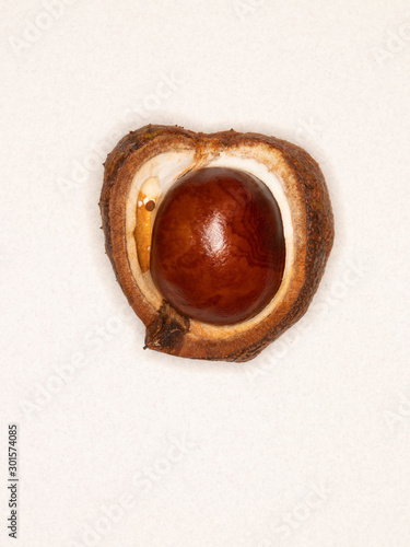Ripe Horse Chestnut pod  bursting open revealing the seed inside. Photographed with a ring flash.