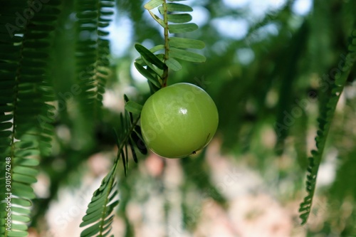 Green Indian gooseberry or phyllanthus emblica
