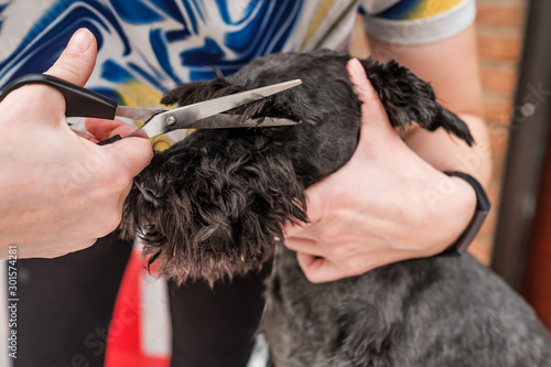 Shaving dogs face at home. Groomer cutting fur of small black schnauzer © Viktor Koldunov