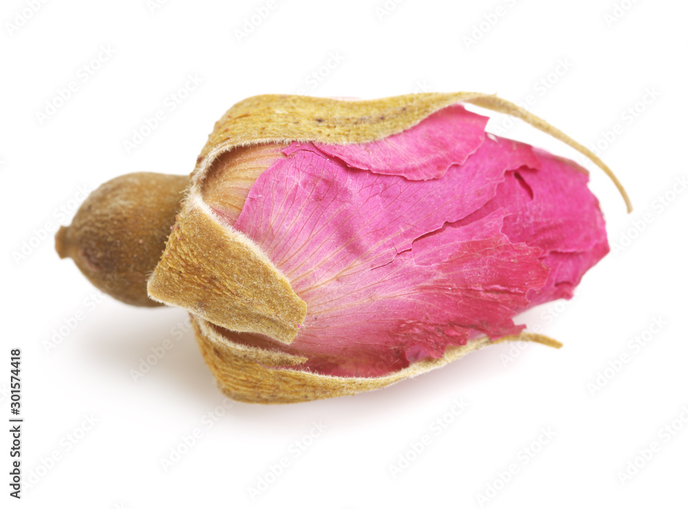 Tea rose flowers isolated white background Tea rose flowers isolated white background