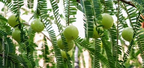 Green Indian gooseberry or phyllanthus emblica
