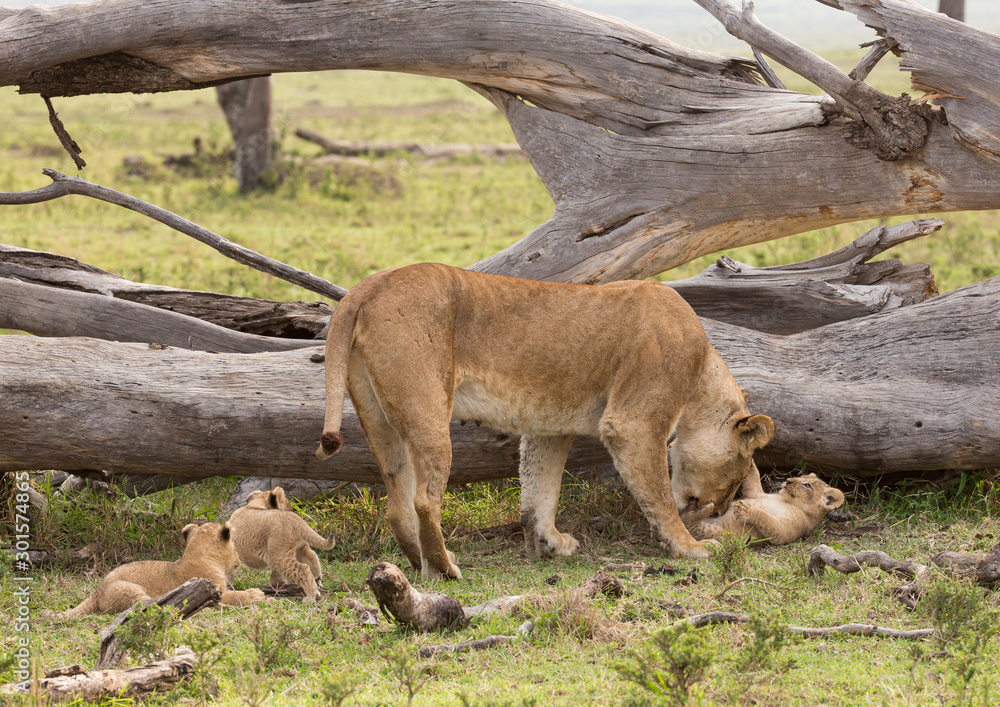Fototapeta premium ion cleaning her cub