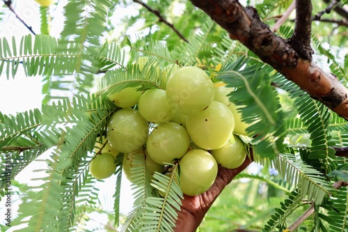 Green Indian gooseberry or phyllanthus emblica