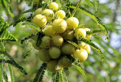 Green Indian gooseberry or phyllanthus emblica
