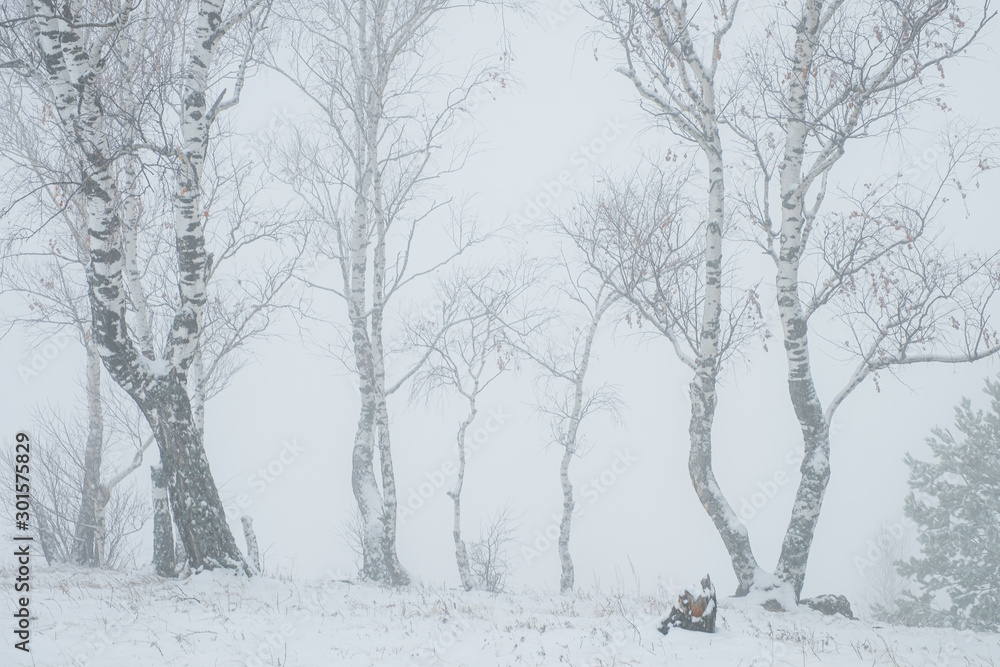 Fog in the forest. Birch in the mist