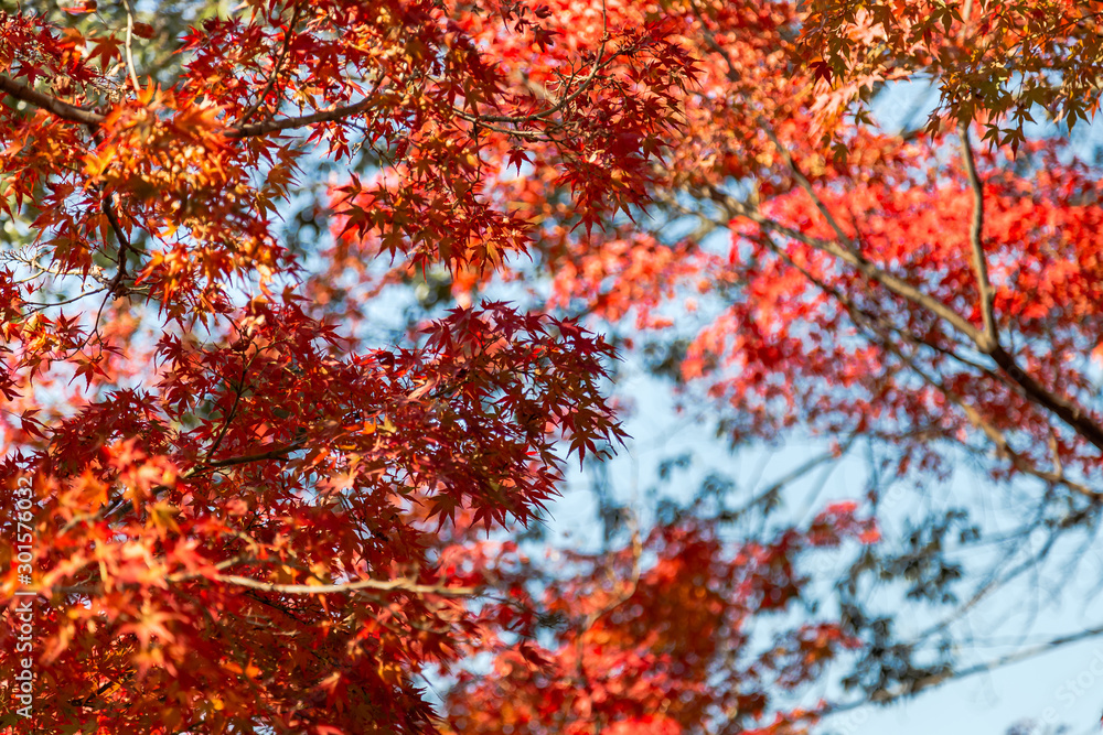 autumn's colors