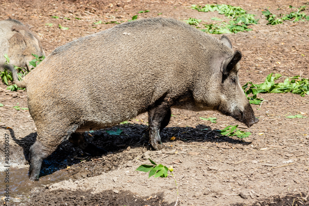 Eurasian wild boar playing in the mud. Calgary Zoo, Calgary, Alberta, Canada Eurasian wild boar playing in the mud. Calgary Zoo, Calgary, Alberta, Canada