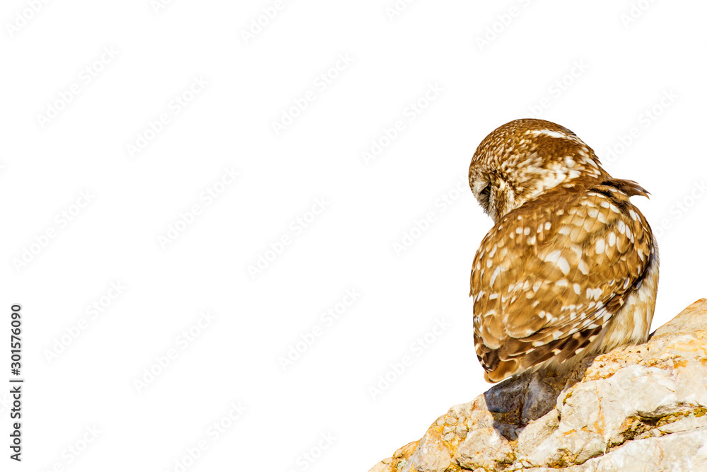 Fototapeta premium Cute little owl. Isolated bird photo. White background.