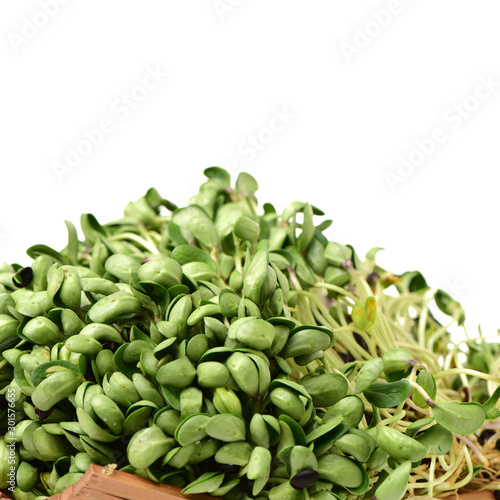 Black bean sprouts on white background