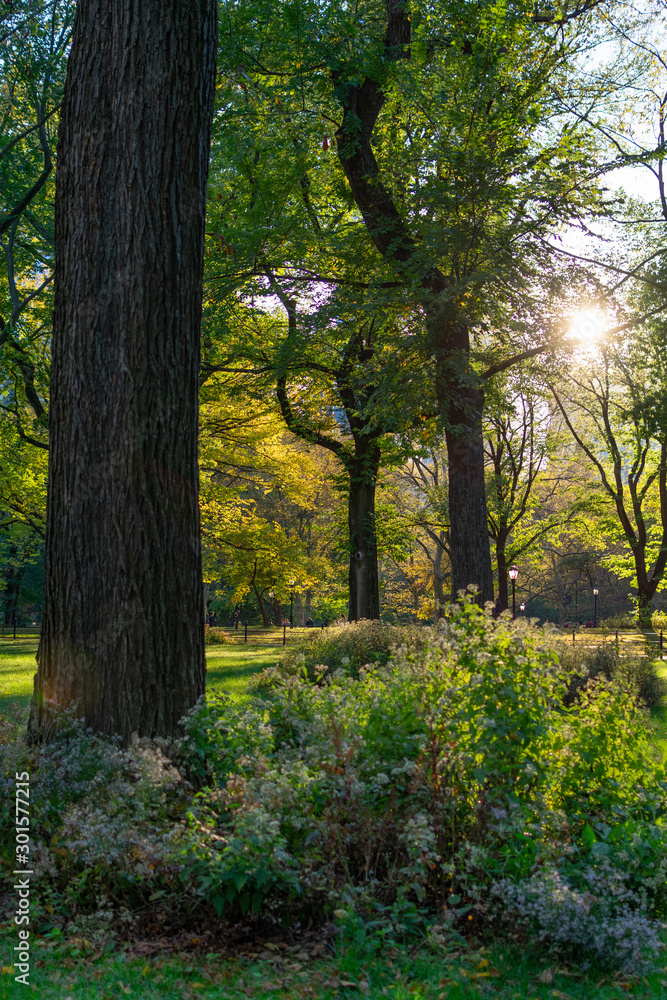 The Sun Shining through Green Trees with a Plants at Central Park in New York City