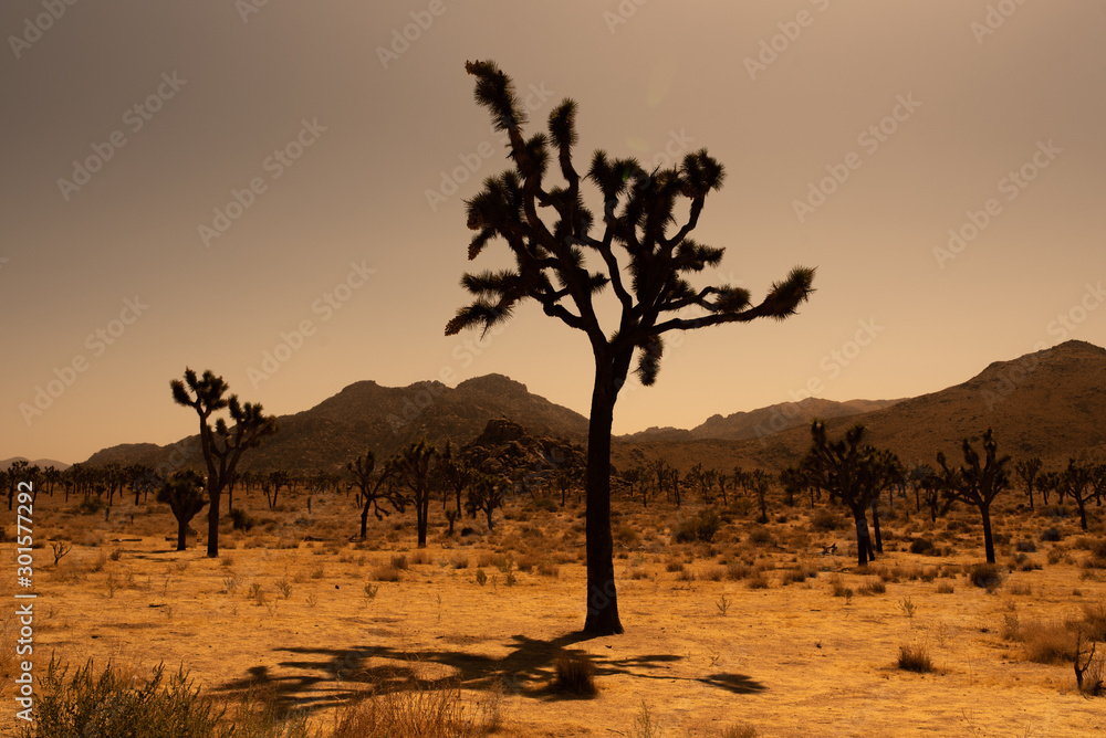Joshua Tree nationalpark Abendstimmung Joshua Tree nationalpark Abendstimmung