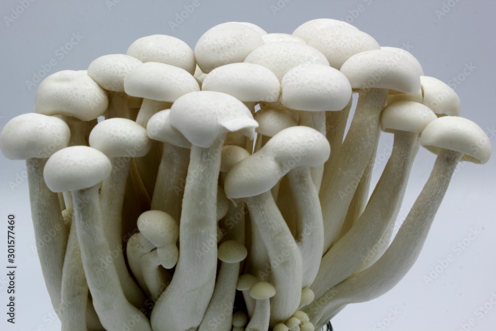 white shimeji mushrooms white shimeji mushrooms
