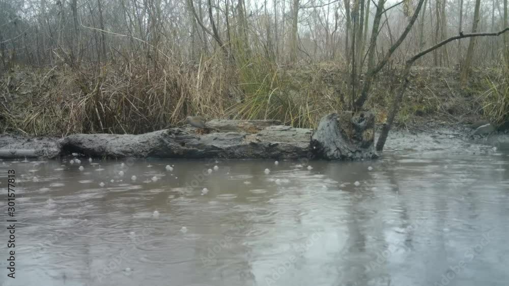 Water Rail (Rallus Aquaticus) eats on a log in a swamp on a rainy day. Water Animals and Nature Videos in FullHD Water Rail (Rallus Aquaticus) eats on a log in a swamp on a rainy day. Water Animals and Nature Videos in FullHD