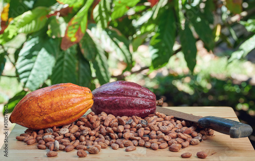 Fresh cut on cacao plantation