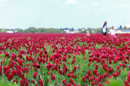 Fields of red clover against the blue sky. People and children walk on the red field.