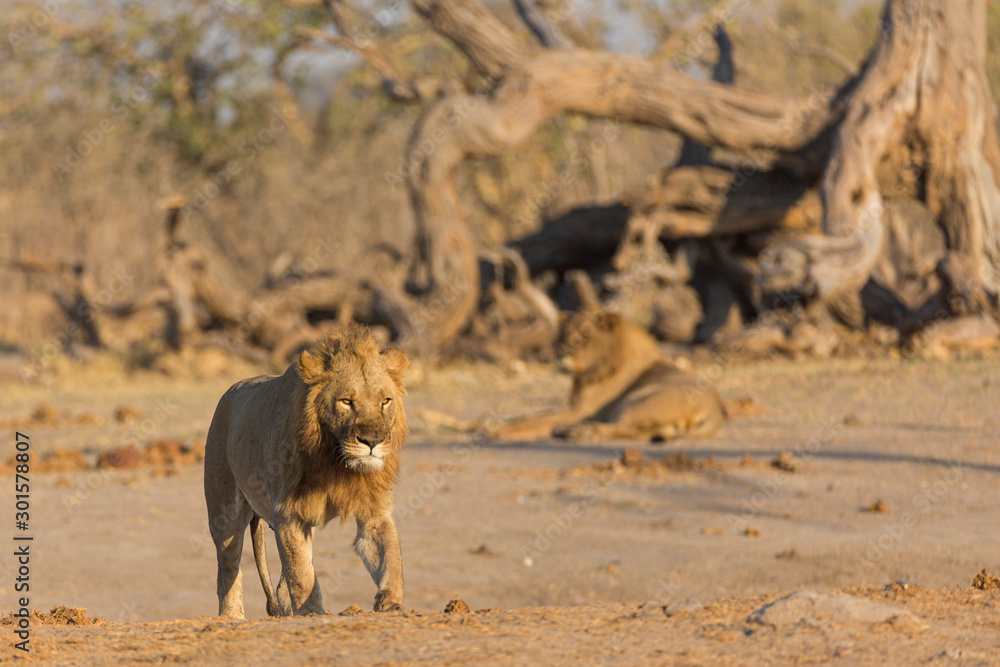 large male lion walking