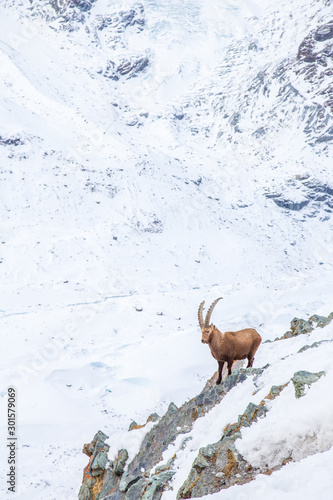 Paysage de montages - Zermatt - Suisse © Didier