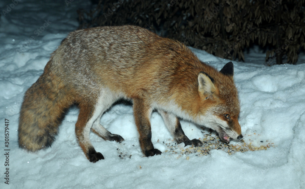 Obraz premium Fuchs frisst Vogelfutter im Schnee