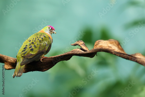 A superb fruit dove (Ptilinopus superbus), also known as the purple-crowned fruit dove sitting on a stone. Extremely colorful dove from asia with green background.Very colorful bird. photo