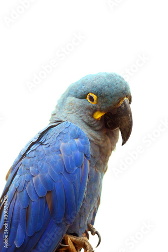 Lear's macaw (Anodorhynchus leari), also known as the indigo macaw, portrait with white background. Isolated blue macaw postrait. photo