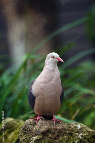 The pink pigeon (Nesoenas mayeri) sitting on a stone in a large aviary. Very rare pink pigeon.