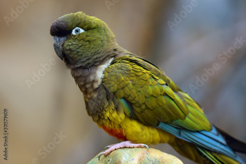 Burrowing parrot (Cyanoliseus patagonus) or Burrowing parakeet also known as the Patagonian conure sitting on a cactus.