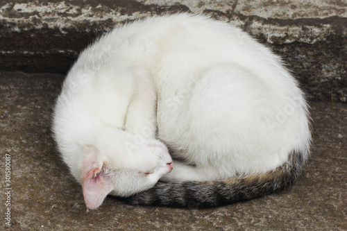 Obraz na płótnie Curled up white cat sleeps deep on the stairs