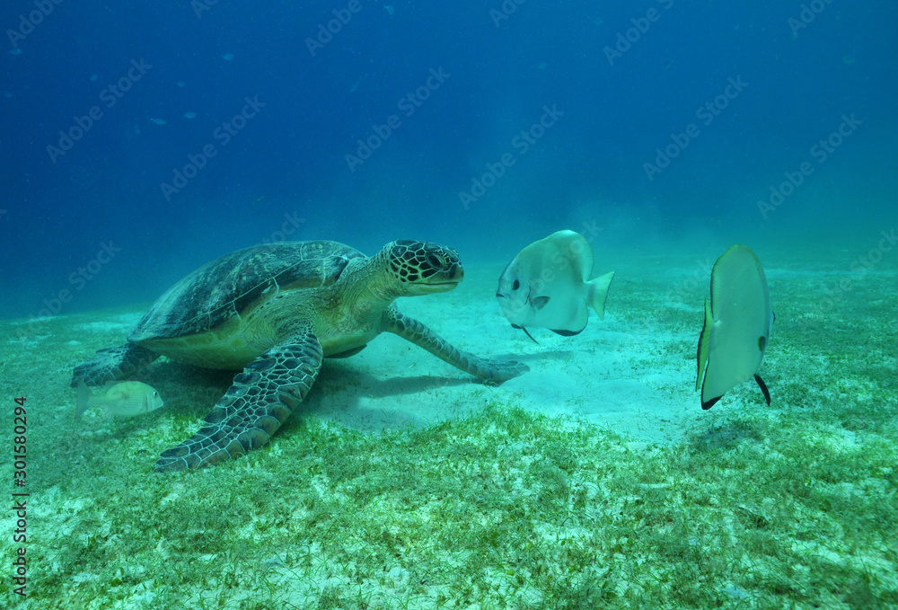 Karettschildkröte und Jackfisch Karettschildkröte und Jackfisch