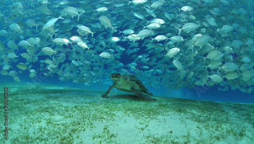 Meeresschildkr  te und Makrelen 