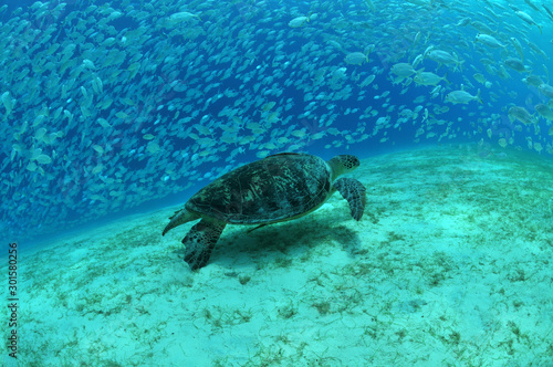 Meeresschildkröte und Makrelen 