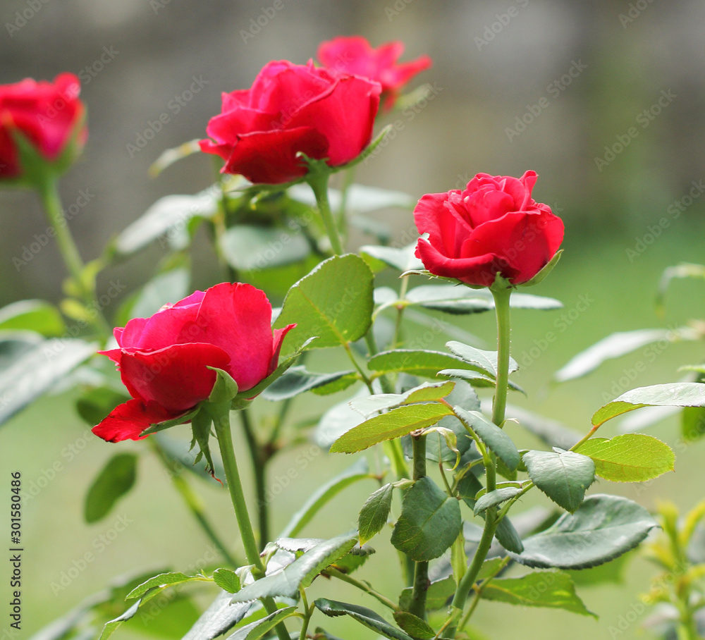 Red roses in the garden Red roses in the garden
