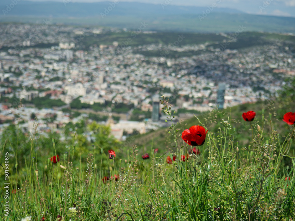 View of the city and the red poppies