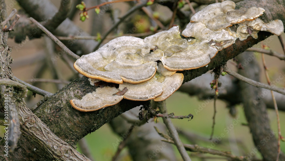 White beautiful bracket fungus destroys the tree. It is used in alternative medicine