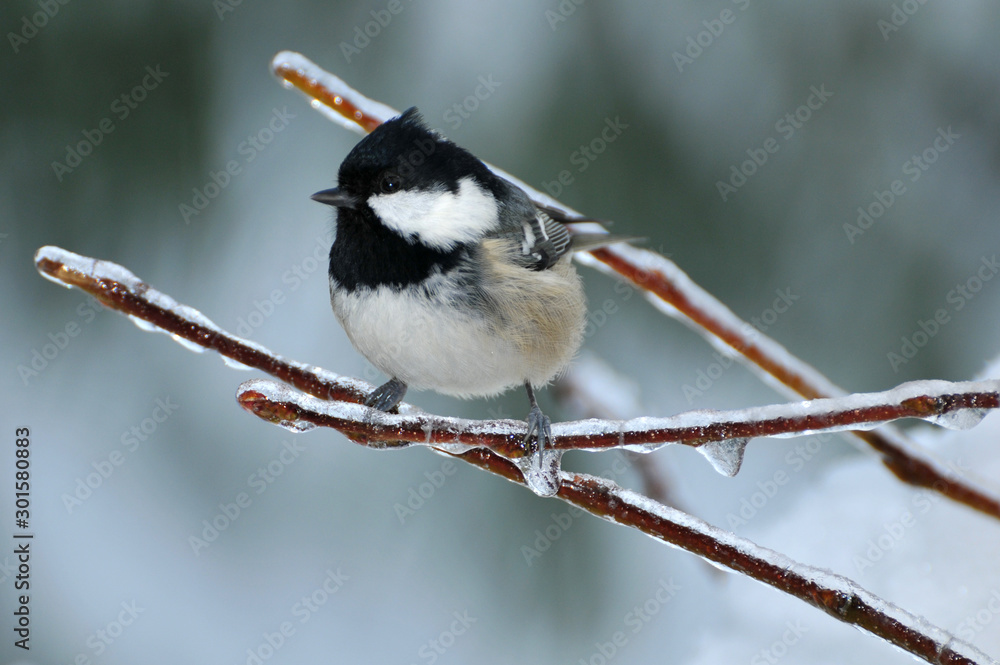 Tannenmeise im Winter