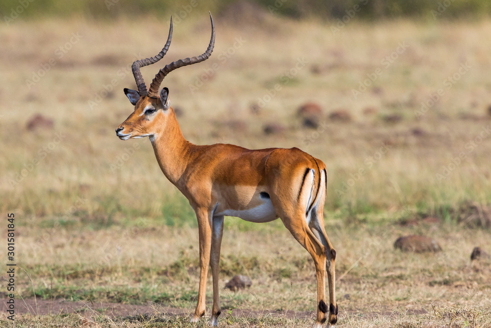 Beautiful Impala stands on the savannah and looks Beautiful Impala stands on the savannah and looks