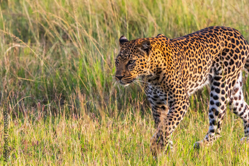 Big Leopard in beautiful morning light © Lars Johansson