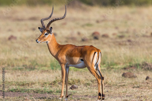 Beautiful Impala stands on the savannah and looks
