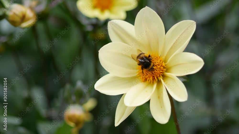 Bumble bee collecting pollen from a beautiful yellow daisy flower in summer Bumble bee collecting pollen from a beautiful yellow daisy flower in summer