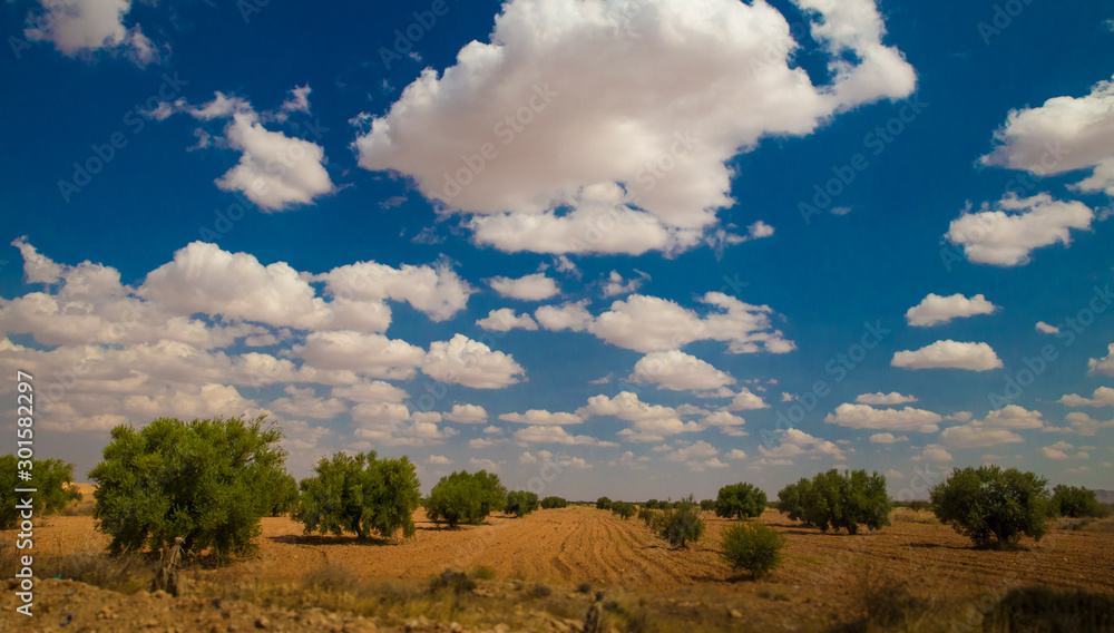 Landscape of an olive grove with blue sky and white clouds in Tunisia. Third country in the world ranking in olive oil production. Landscape of an olive grove with blue sky and white clouds in Tunisia. Third country in the world ranking in olive oil production.