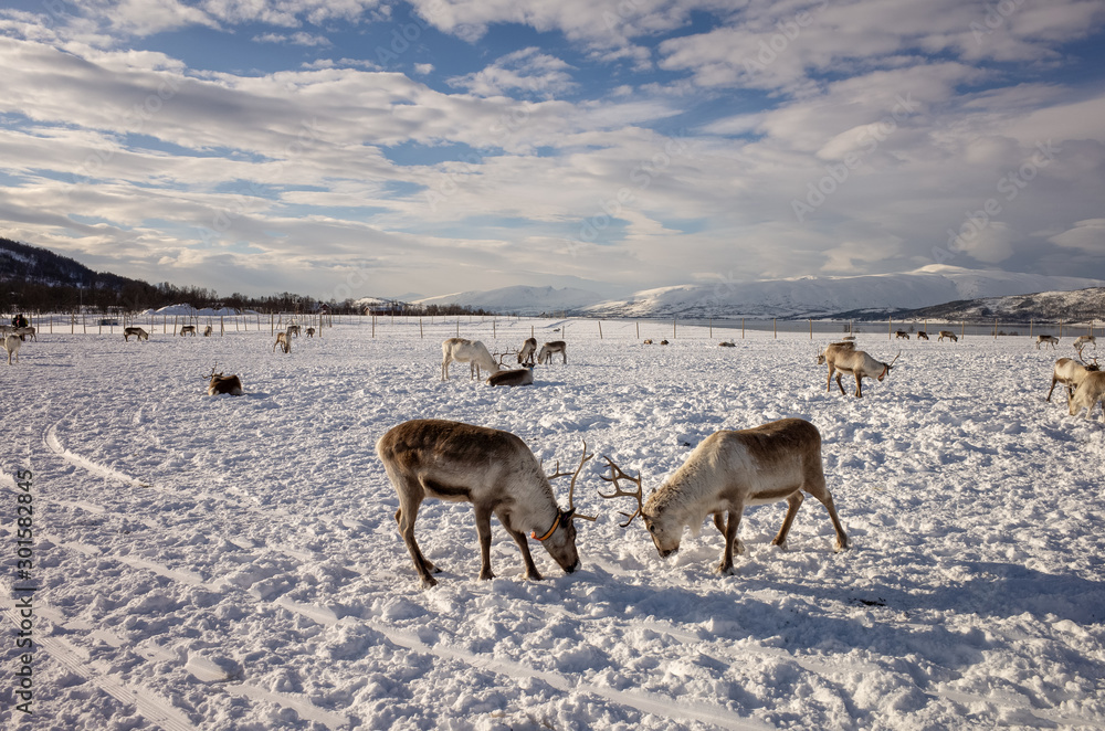 deer in winter deer in winter