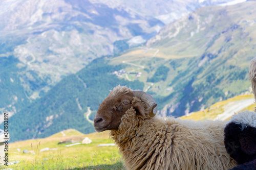 Mountain sheep in the Swiss alps